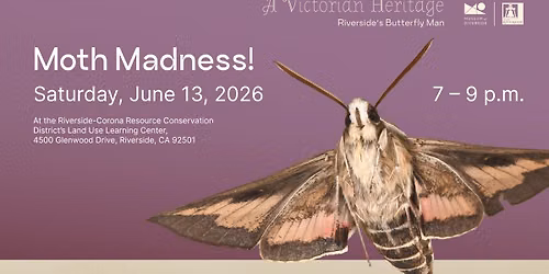 Moth Madness: An Evening Bug Hunt!