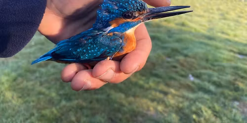 Early Morning Bird Ringing in the Secret Garden, Wareham