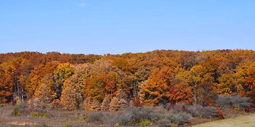 Fall Into Mindfulness