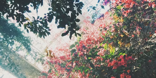 Wind Symphony: A Child's Garden of Dreams