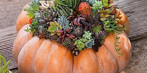 Pumpkin - Succulent Fall Centerpiece DIY Class