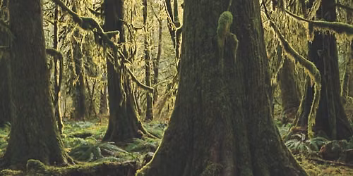 The dance of the wise elder