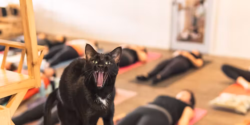 Spooky Yoga with Cats!