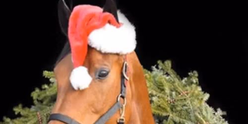 Christmas Show at Barguse, Fun Showing, Jumping & Games 