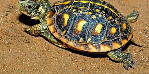 Reptiles with a Ranger