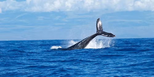 MacKerricher Whale Campfire Program