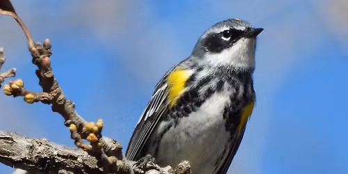 Wehr Birders
