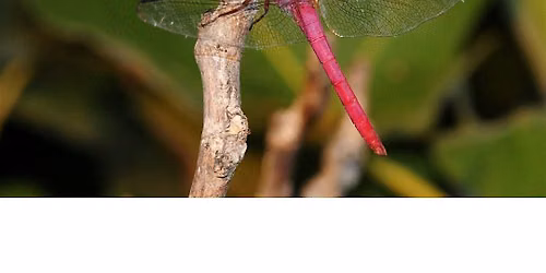 Insect Safari, Family Program, $4 per person upon arrival
