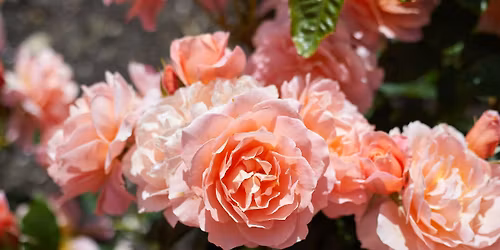 Heritage roses and companion plants - Guided Walk