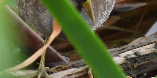 Destin Shorelines Bird Walk