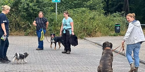 Workshop: \u201eAngeleinte Hundebegegnungen gelassen meistern\u201c \u2013 in Theorie, Praxis, inkl. Videoaufnahmen