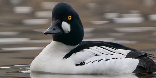 Birding at J.C. Saddington Park