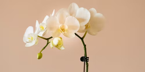 A Passion for Orchids