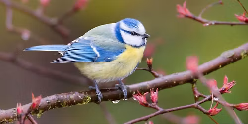 Birds of Colin Glen