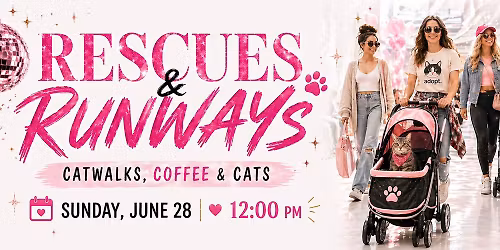 Rescues & Runways : Catalks, Coffee and Cats!