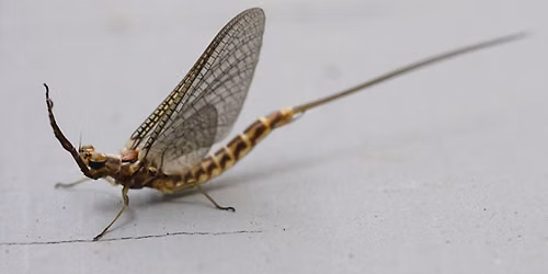 Introduction to Entomology and Fly Selection