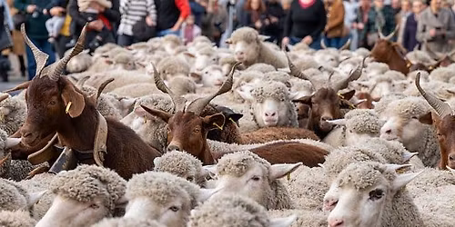 Ouverture de la 49\u00e8me f\u00eate des bergers et des traditions