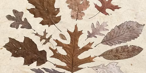 Tree ID For Beginners