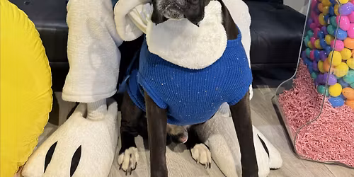 Aussie Meet Up - Pictures w\/ The Easter Bunny at Doggie Sweets