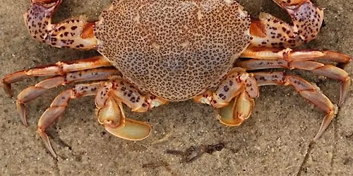 Jr. Marine Biologist: Children's Program, $4 per child upon arrival