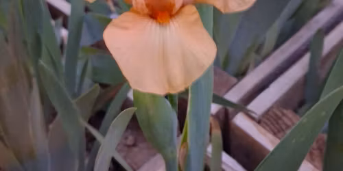 "Photographing Iris, a hands on experience", presented by Willa Finley