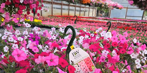 Rico's Plant Farm Spring Palooza