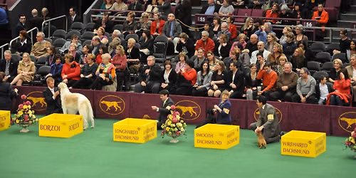 Westminster Kennel Club Dog Show - Monday