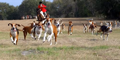 Intro to Drag Foxhunting with Misty Morning Hounds