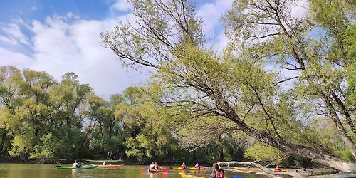 Egy igazi \u00e1rt\u00e9ri erd\u0151 a v\u00e1ros sz\u00e9l\u00e9n