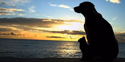 Pet Loss Support Group