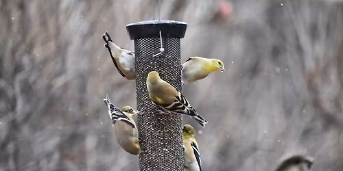 Melodies in the Morning