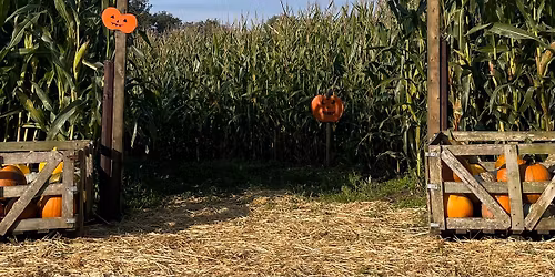 PUMPKIN PICKING @ THE SECRET PUMPKIN PATCH