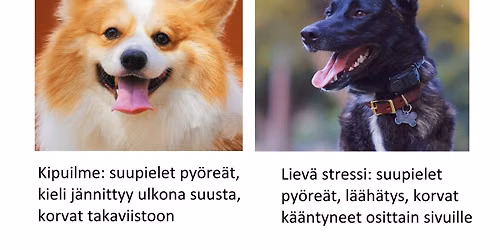 Kurssip\u00e4iv\u00e4: Koiran stressin ja kivun arviointi, hoito ja palautumiskyvyn vahvistaminen