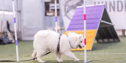 Agility Slalom Workshop - November 