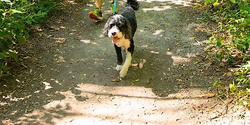 Canine Court Volunteer Clean Up