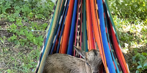 Cuddle with Baby Goats at the Music Monastery Nashville