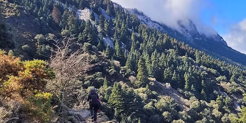 El Pinsapar de Grazalema