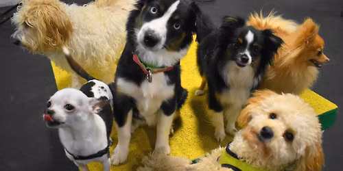 Small Puppy Playgroup