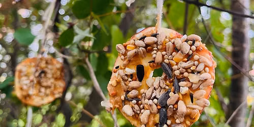 Free Wednesday Children\u2019s Activity- BIRD FEEDERS