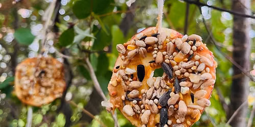 Free Wednesday Activity- BIRD FEEDERS