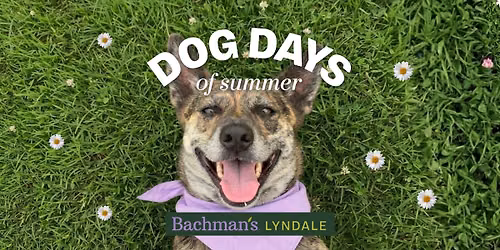 Dog Days of Summer - Lyndale