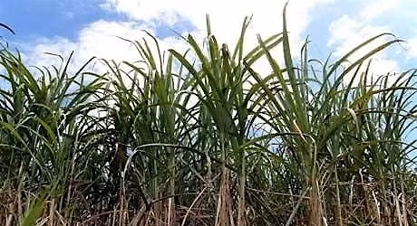 Spirits Class - Caribbean Rum