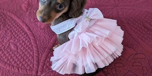 Dachshund puppies for adoption 