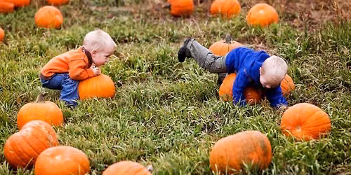 Harvest Festival