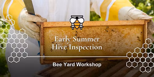 Early Summer Hive Inspection