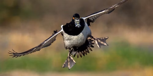 Bird Walk | Sedona Wetlands Preserve