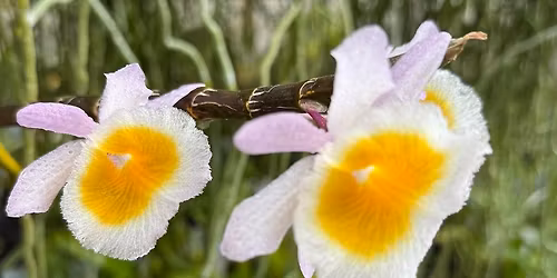 Genesee Region Orchid Society Orchid Show & Sale