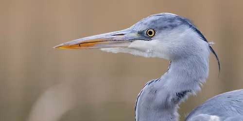 Megj\u00f6ttek a madarak!