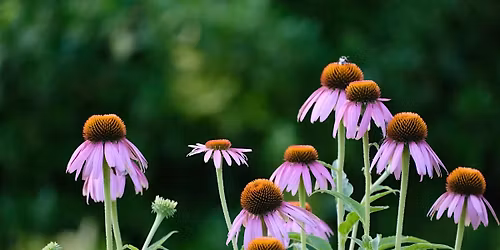 No Fear Gardening: Incorporating Native Plants into your Landscape