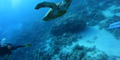 Red Sea 